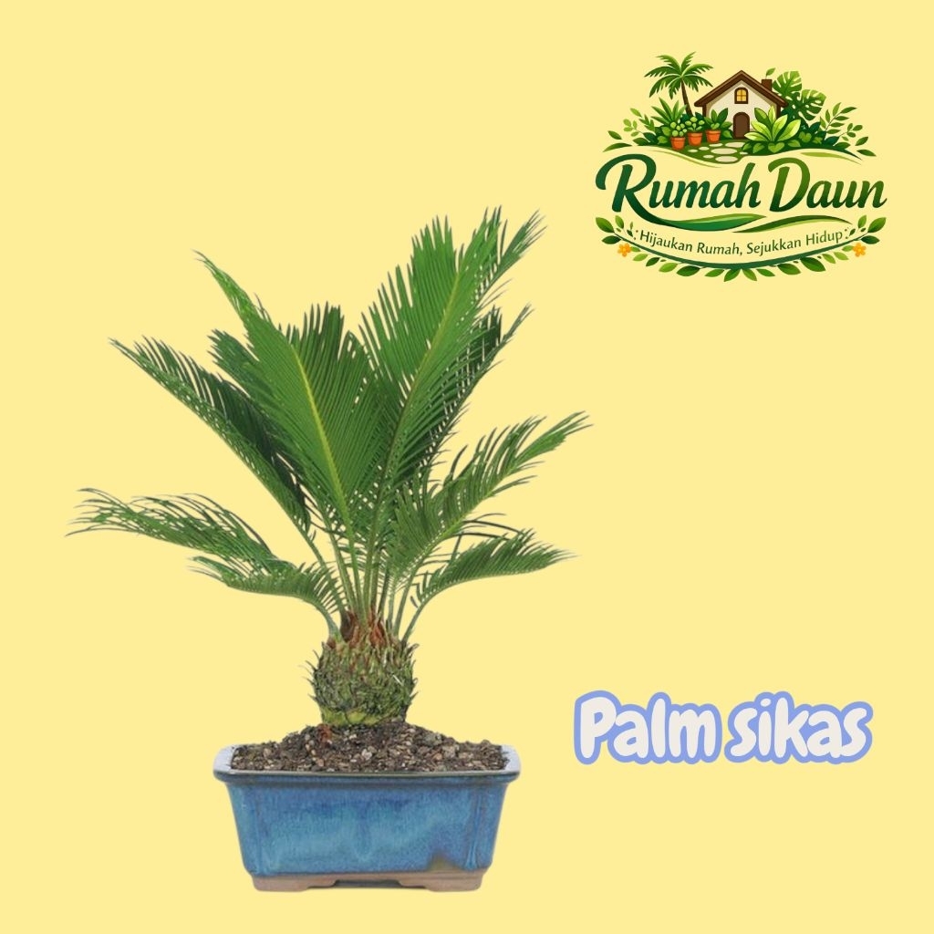 tanaman hias palm sikas - pohon palm sikas