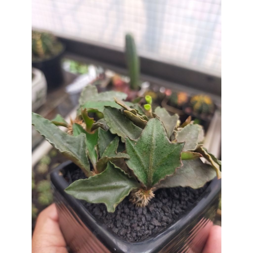 Euphorbia Francoisii Hybrid Maple