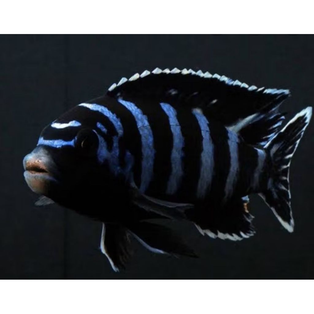 hiasan aquarium cichlid pseudotropheus demasoni