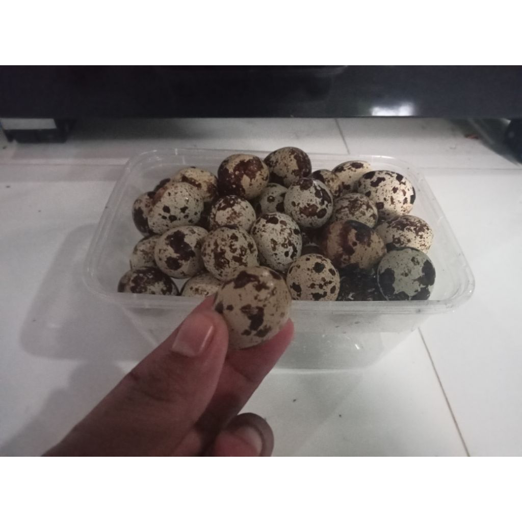Telur burung puyuh fres/biji.pakan burung kenari dan konsumsi.
