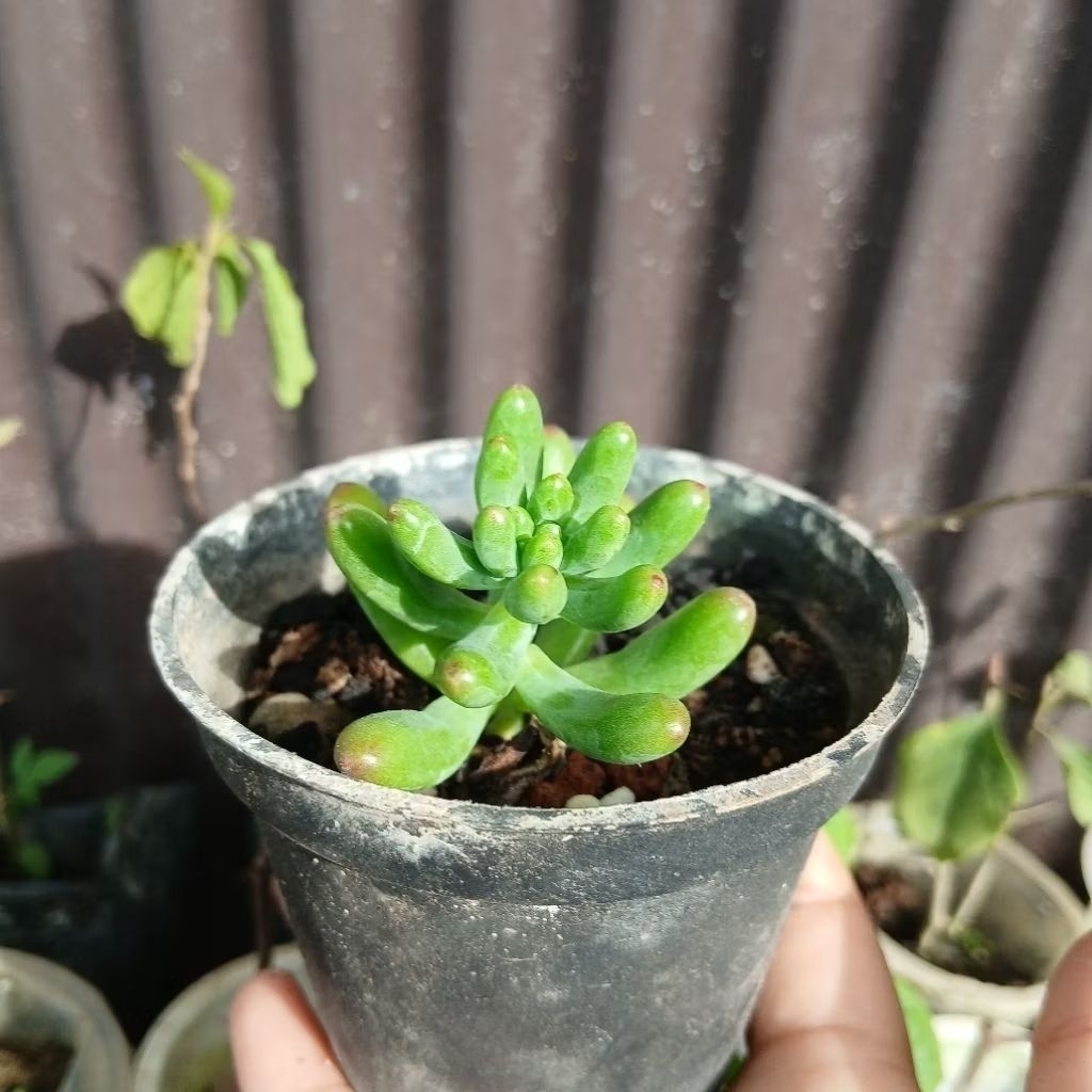 Kaktus Sukulen ukuran pot 8 cm - Jenis Jelly Bean, Harga Terjangkau, Sudah Termasuk Pot - real pict