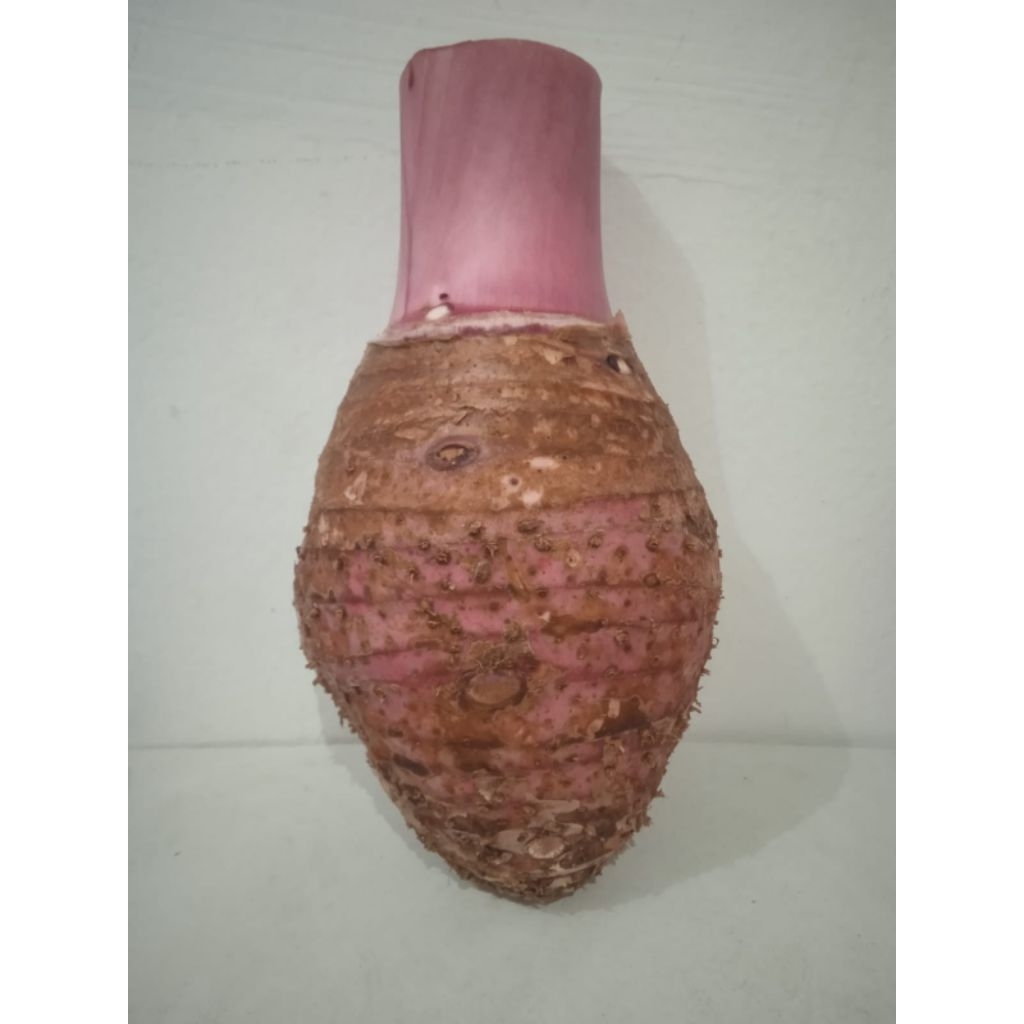 Talas Segar 1 KG Pratama 3 talas ungu- Tanpa Pelepah, Tekstur Lembut, Rasa Gurih