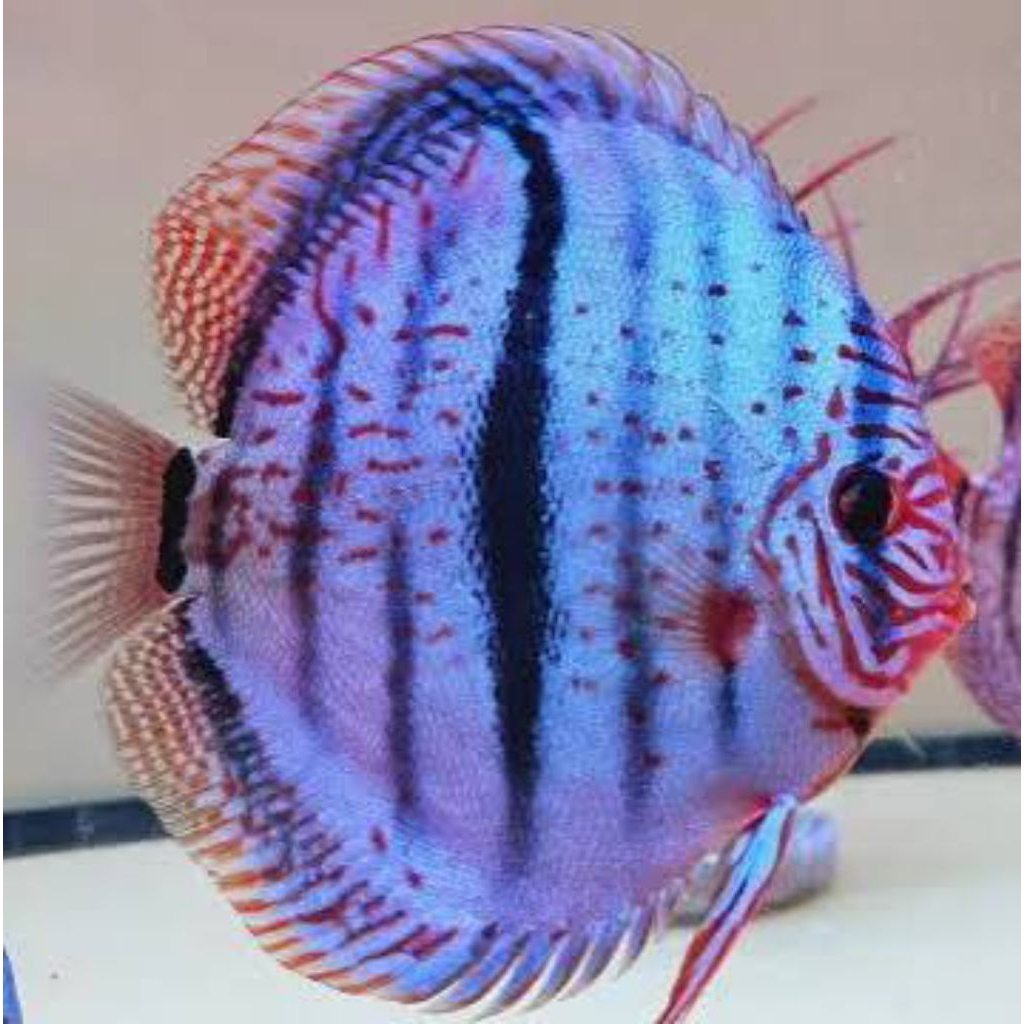 discus hackel blue scorpion hiasan elegan