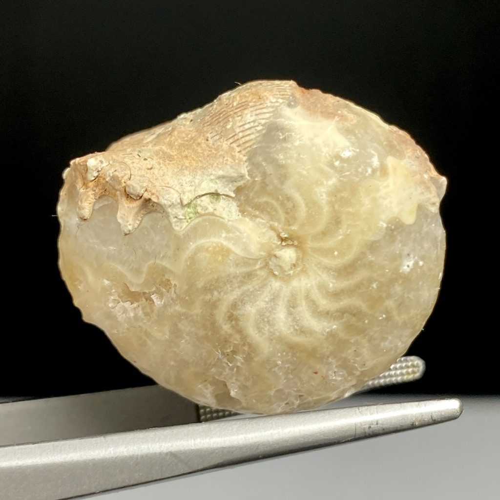 18Gr Fosil Ammonite - Natural Ammonite Full Suture