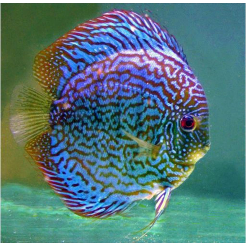 discus galaxy mozaik hiasan elegan