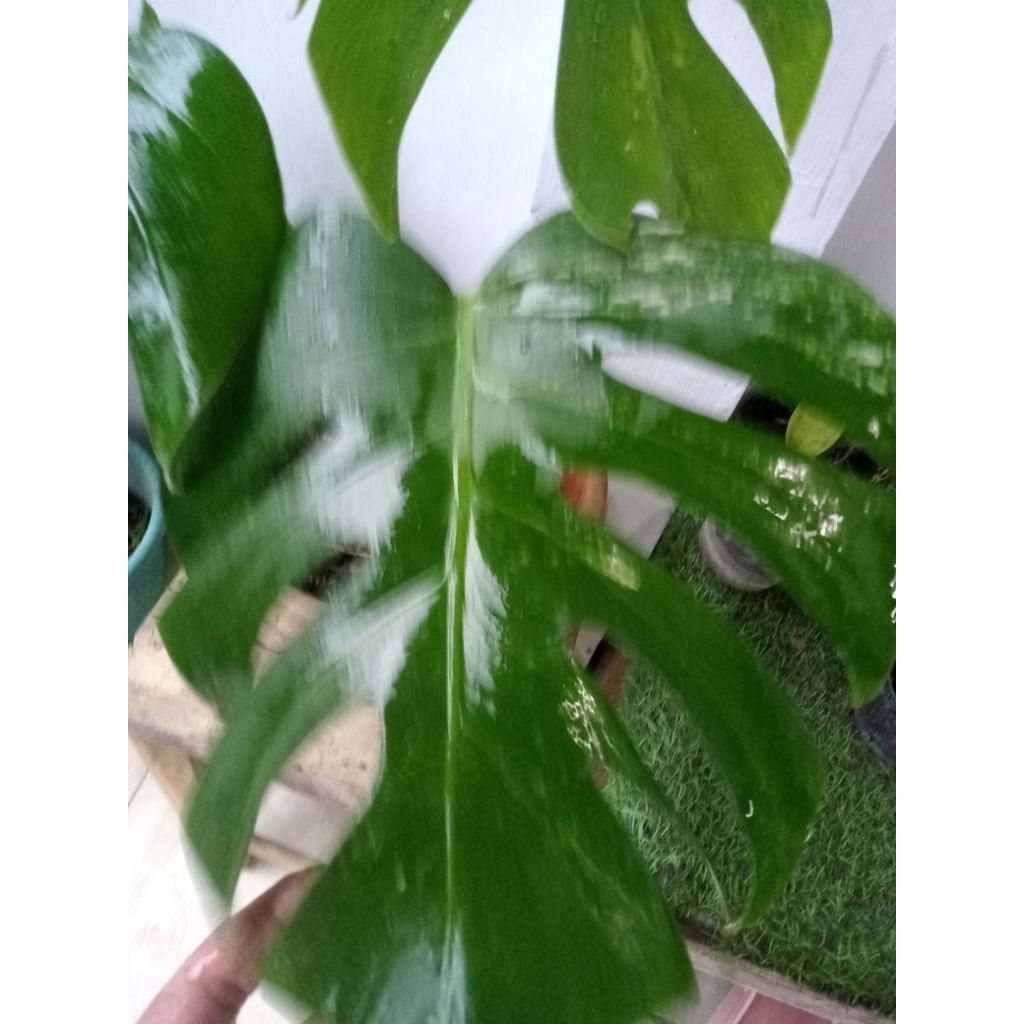 Philo Monstera Deliciousa Varigata (Original king)