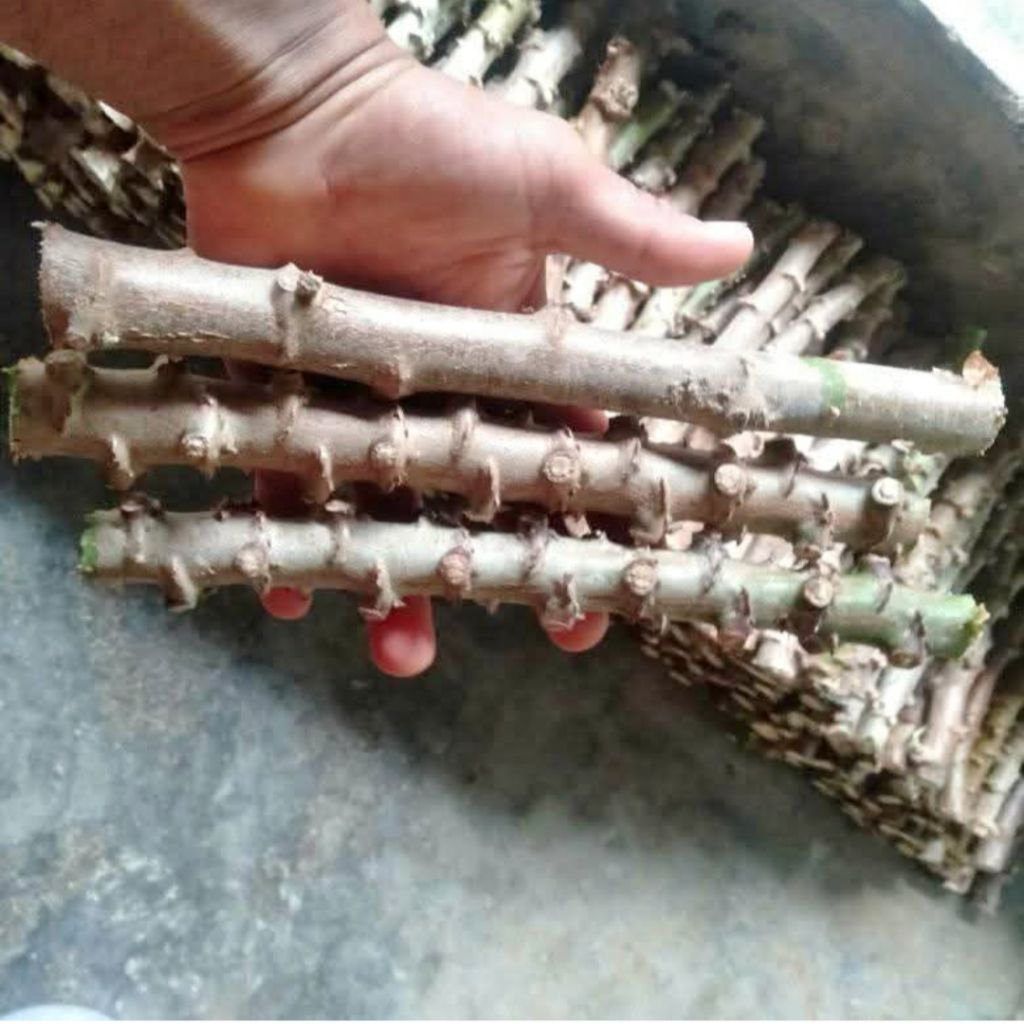 Bibit Singkong Bibit Super Singkong Gajah