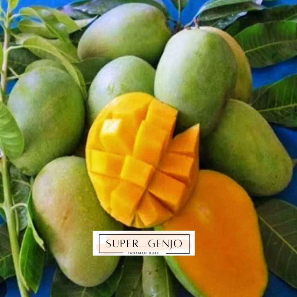 Bibit Mangga Harum Manis Hasil Okulasi