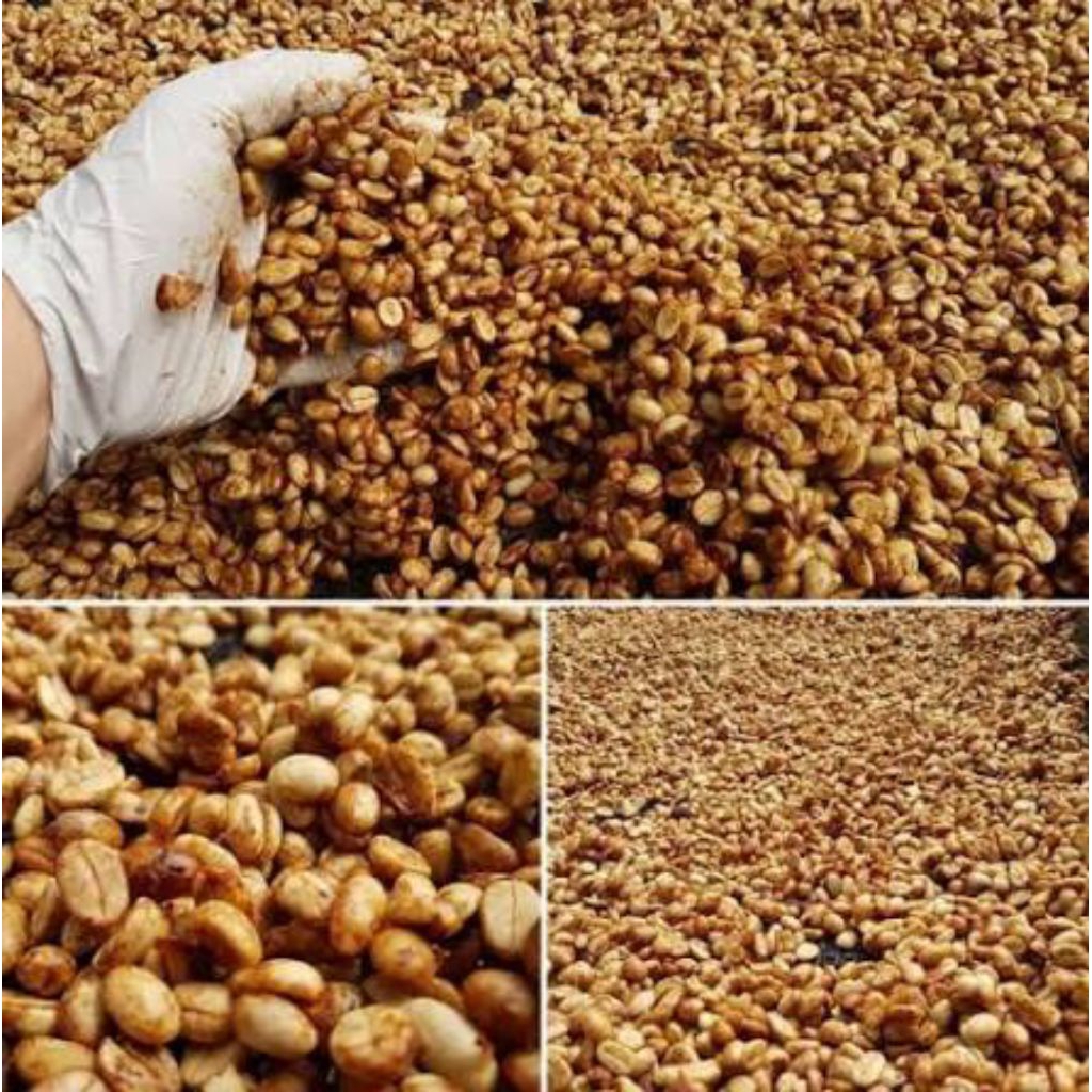 BIJI GABAH KOPI ARABIKA HONEY PROSES