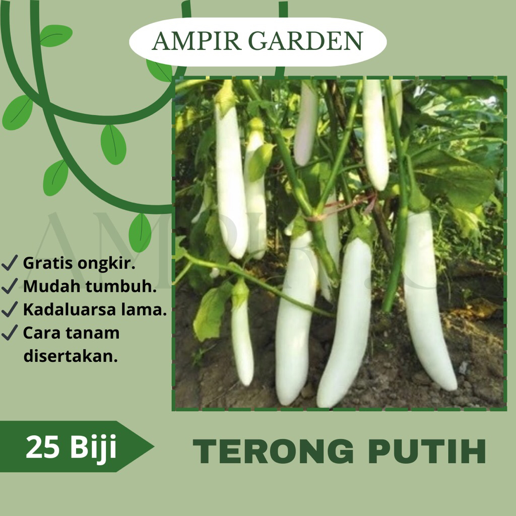 25 Biji Benih TERONG PUTIH Unggul / Bibit Sayuran Terong Putih Panjang