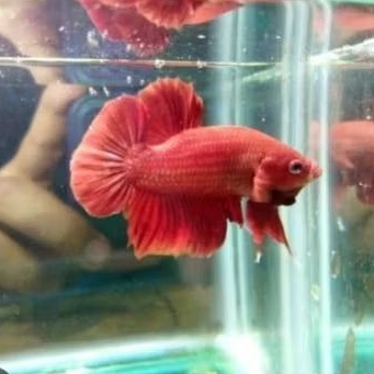 cupang bagan merah super top