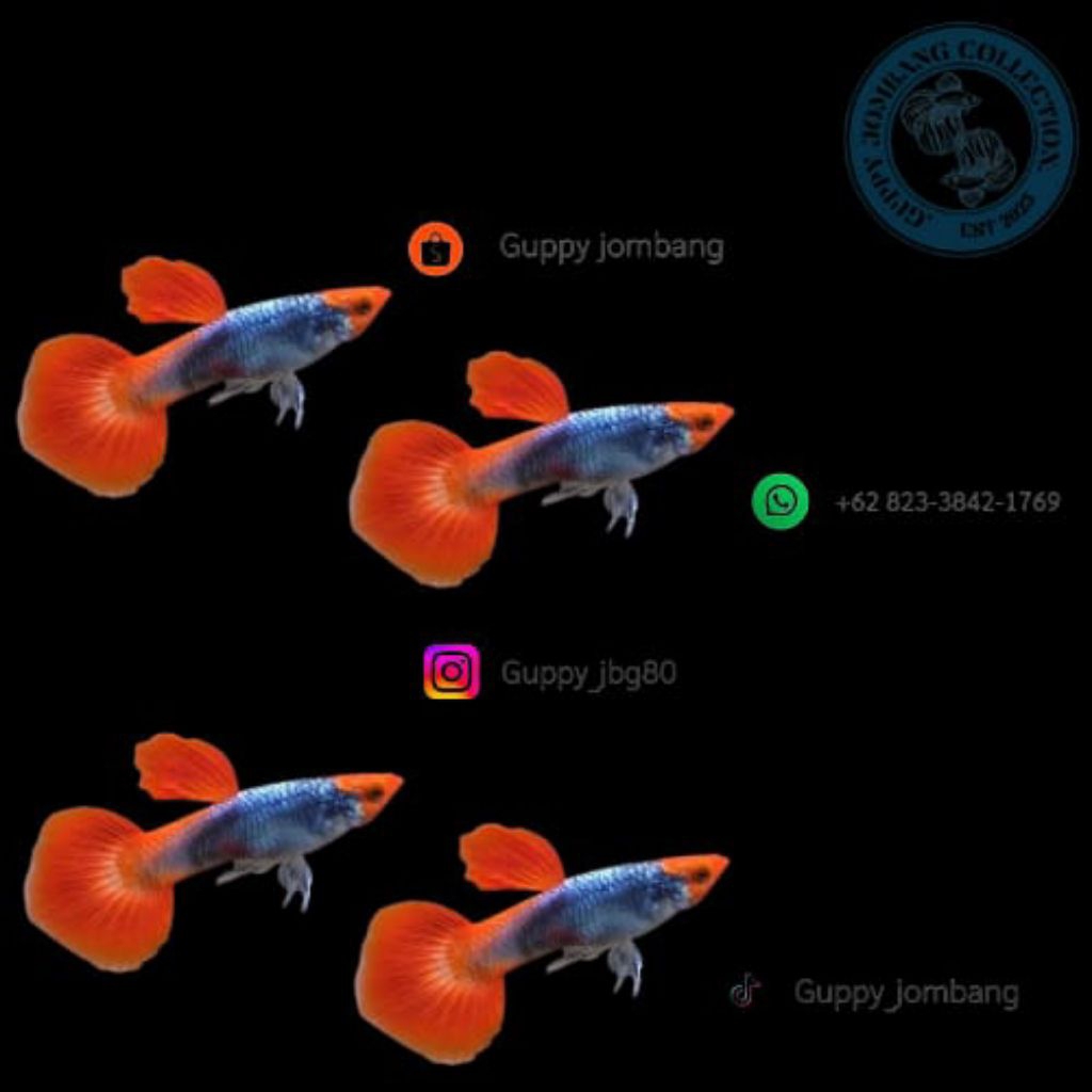 guppy tuxedo red koi