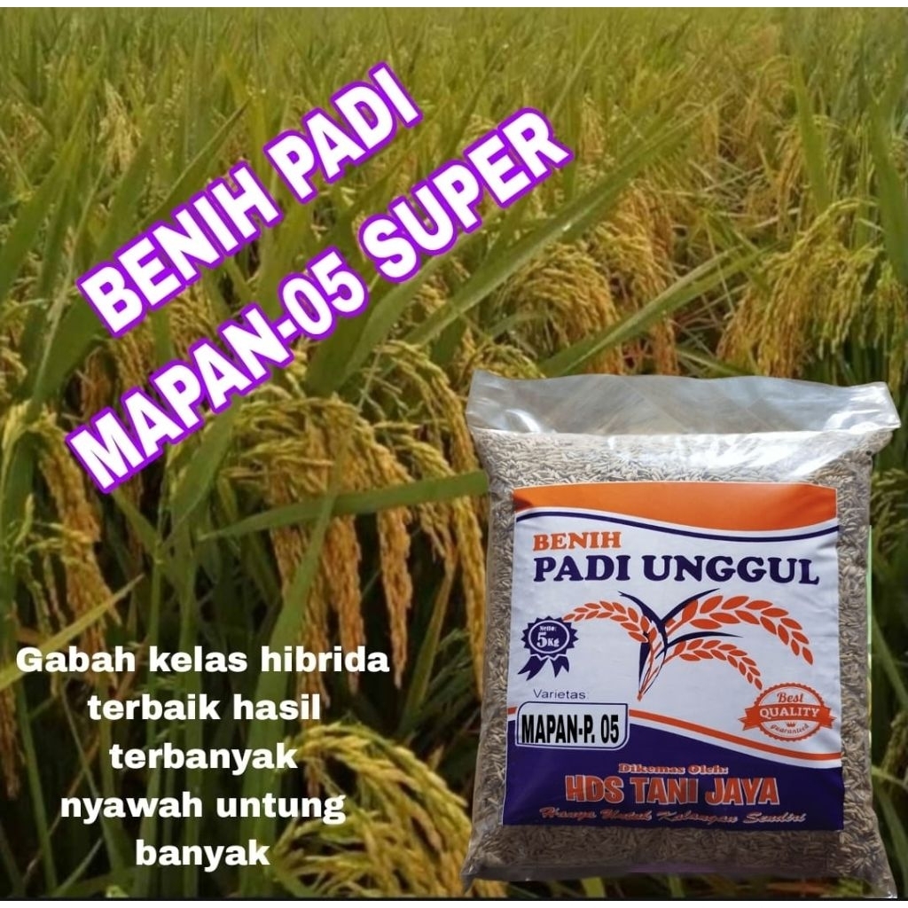 5KG BENIH PADI MAPAN-P05 ORIGINAL LABEL PUTIH BERKWALITAS