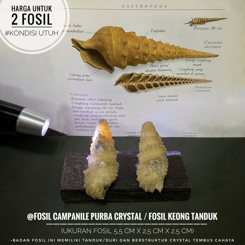 Fosil Keong Campanile Purba Crystal A1 atau Fosil Keong Tanduk Temuan atau Fosil Gastropoda atau Fos