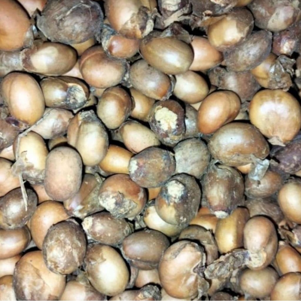 Benih biji kesambi 1kg/ kecacil unggul / benih bibit biji