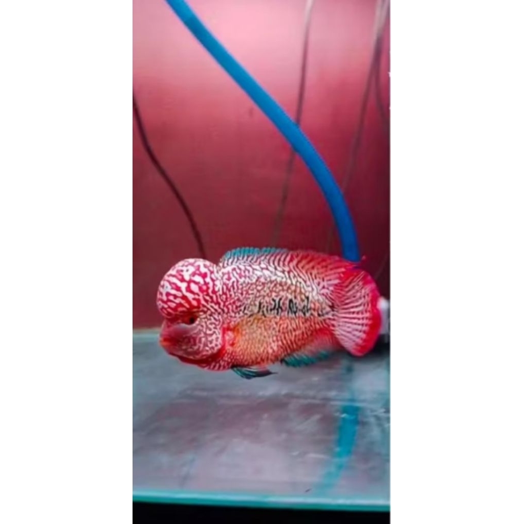 Ikan Louhan SRD/SRM Thailand Jenong Merah Mutiara