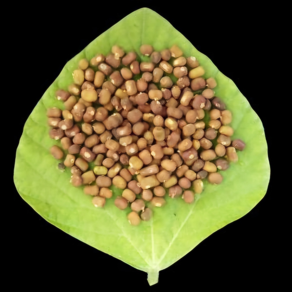 Kacangan PJ (Pueraria Javanica) 20 Kg