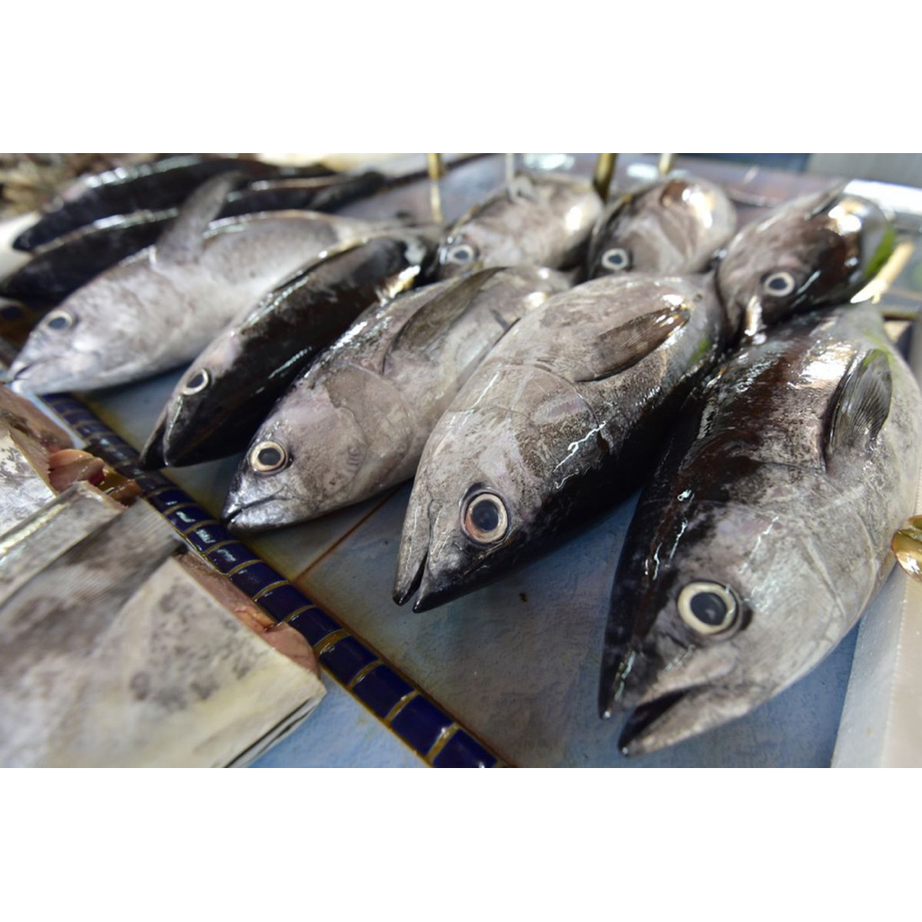 Ikan Tongkol sisik Segar