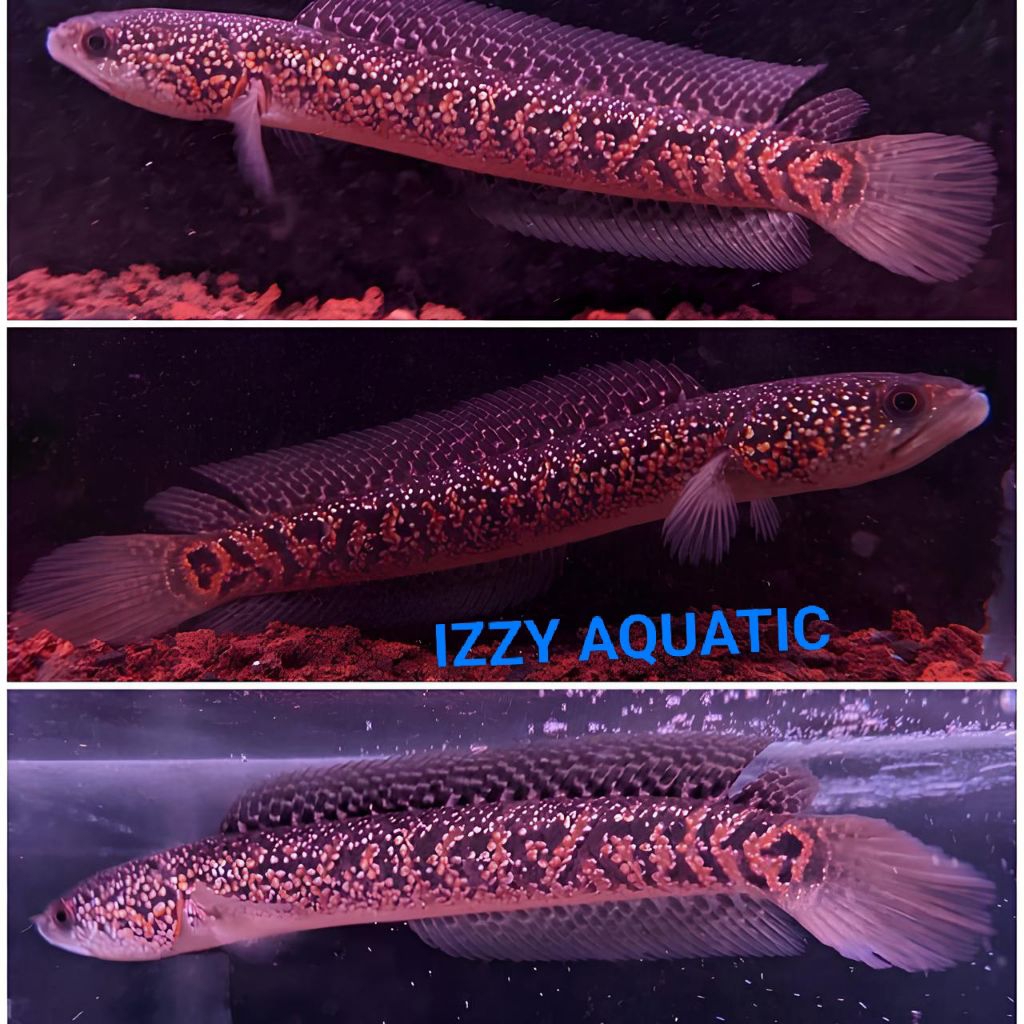 COD Channa RSP Kalimaya Full Mutiara Size 8-10Cm,Channa Asiatica RSP Kalimaya Superfoam Bahan Sortir