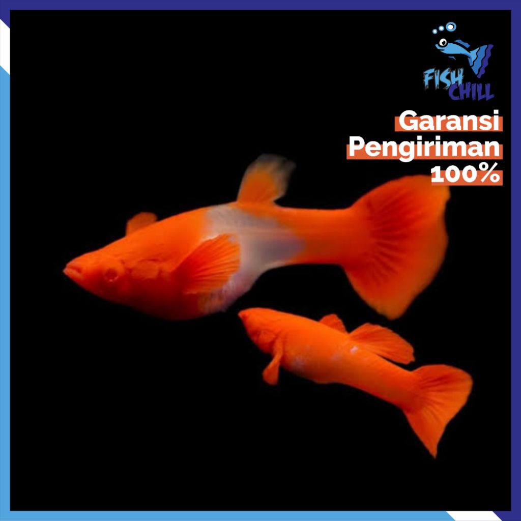 Hiasan Aquarium • 1 PASANG GUPPY ALBINO KOI RED EAR • Aquascape Soliter Mini Lampu LED Batu Pasir Ma