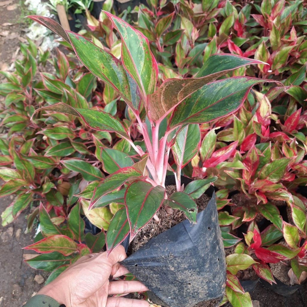 Pohon hias jenis pohon lipstik ini, cocok untuk di hias di depan rumah,halaman rumah,taman bermain ,