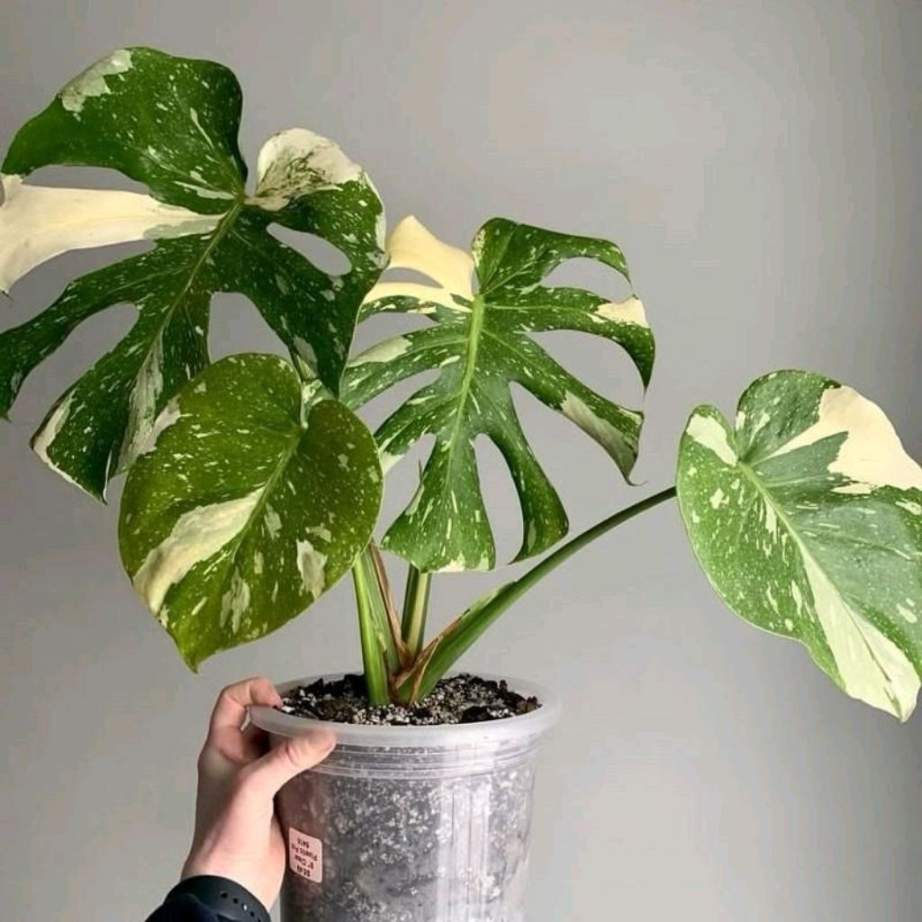 Tanaman Hias Monstera Thai Conselation - Tanaman Hias Monstera Varigata Termurah