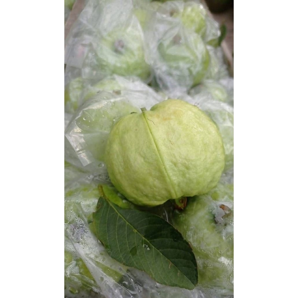 JAMBU Kristal Tanpa Biji 1kg