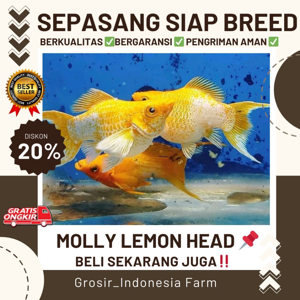 Hiasan Aquarium Molly Lemon Head/Lemonhead/Ninjalemon