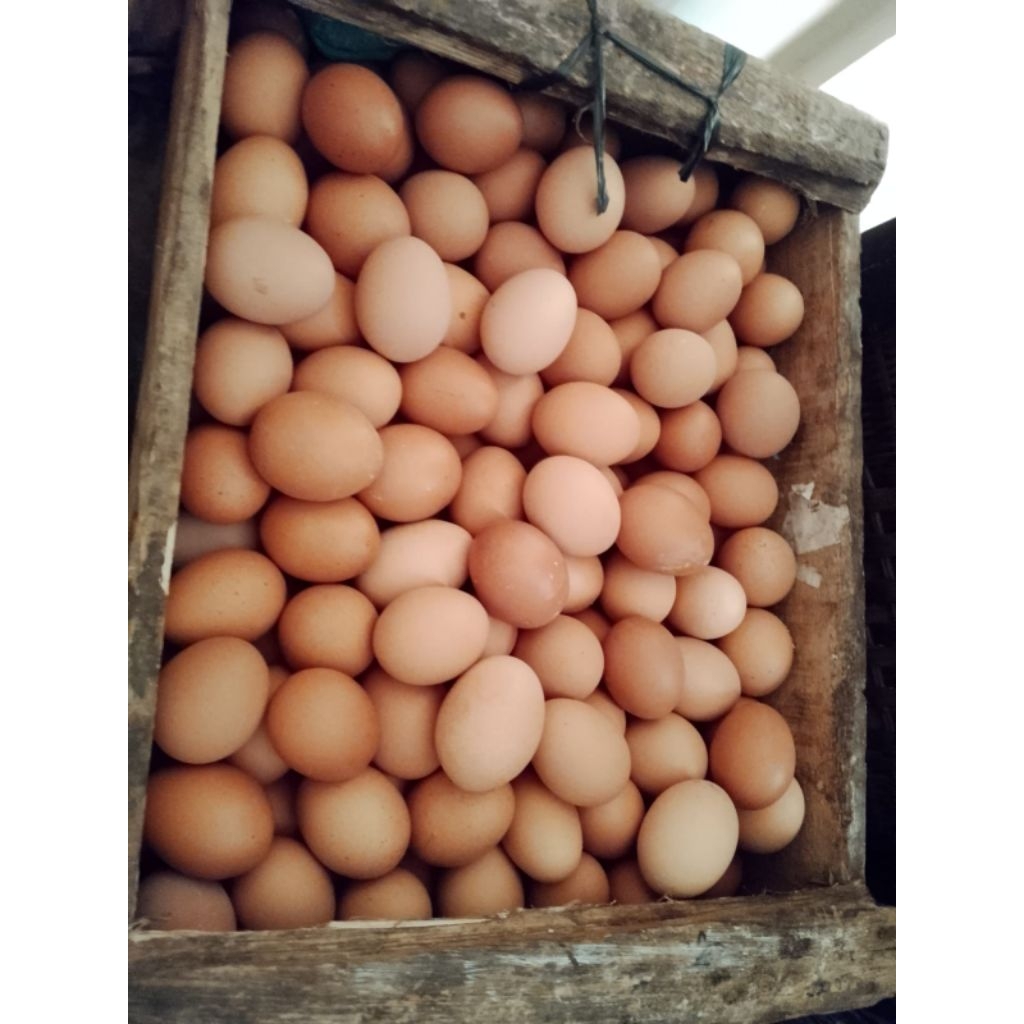 telur ayam 1 kg