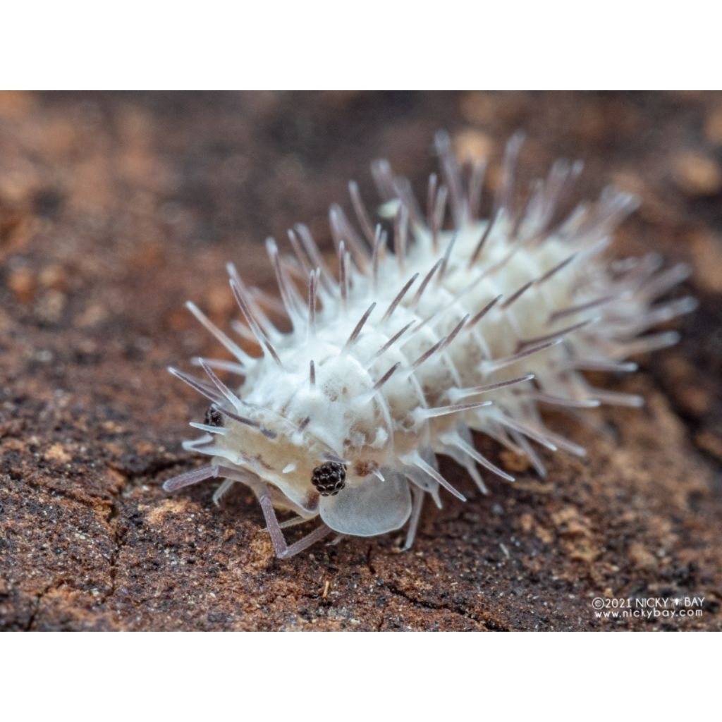 isopod laureola sp white ivory spiky
