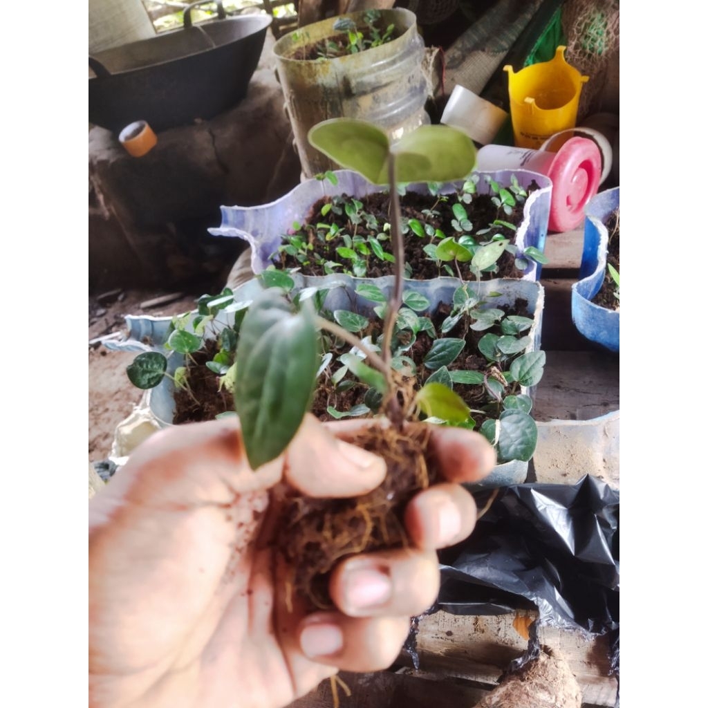 Bibit Lada perdu unggul