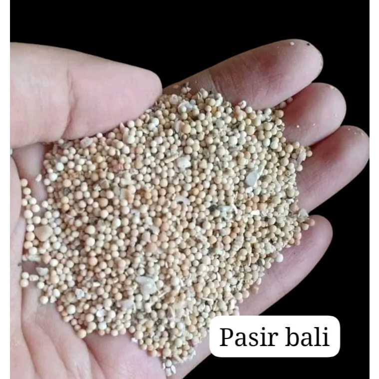 Pasir Bali Putih Alami 1kg - Substrat Dasar Aquarium Aquascape