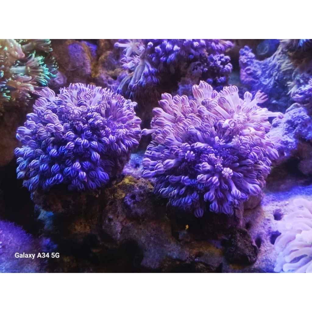 XENIA HIASAN AKUARIUM AIR LAUT