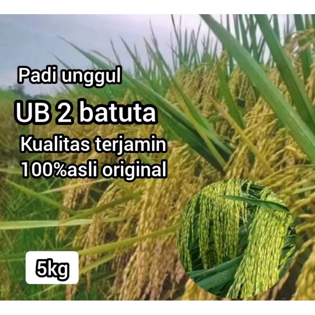 Benih bibit padi ub 2 batuta kemasan 5kg kualitas terjamin asli
