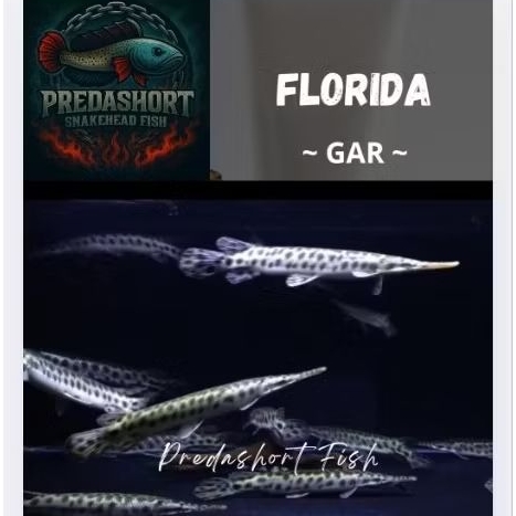 Florida Gar baby 7-10cm garansi pengiriman