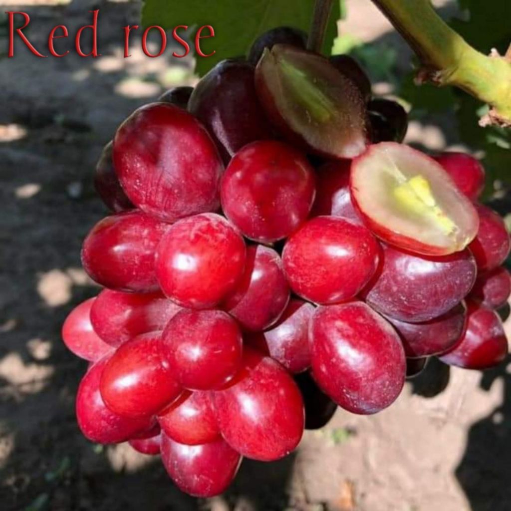 Anggur import jenis Red rose Ukraine RS so4,T5c dan kober5bb