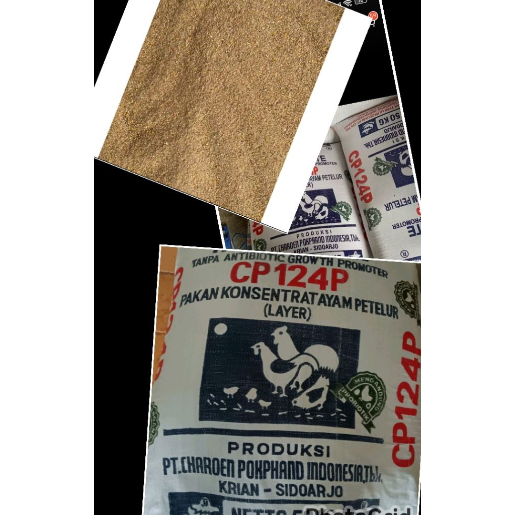Konsentrat ayam petelur cp124p