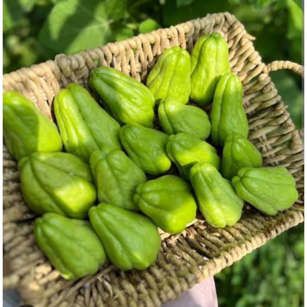 Labu Siam kecil labu Siam baby fresh 1 kg