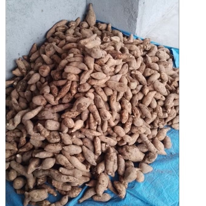 TELO MADU / UBI CILEMBU / KETELA OVEN