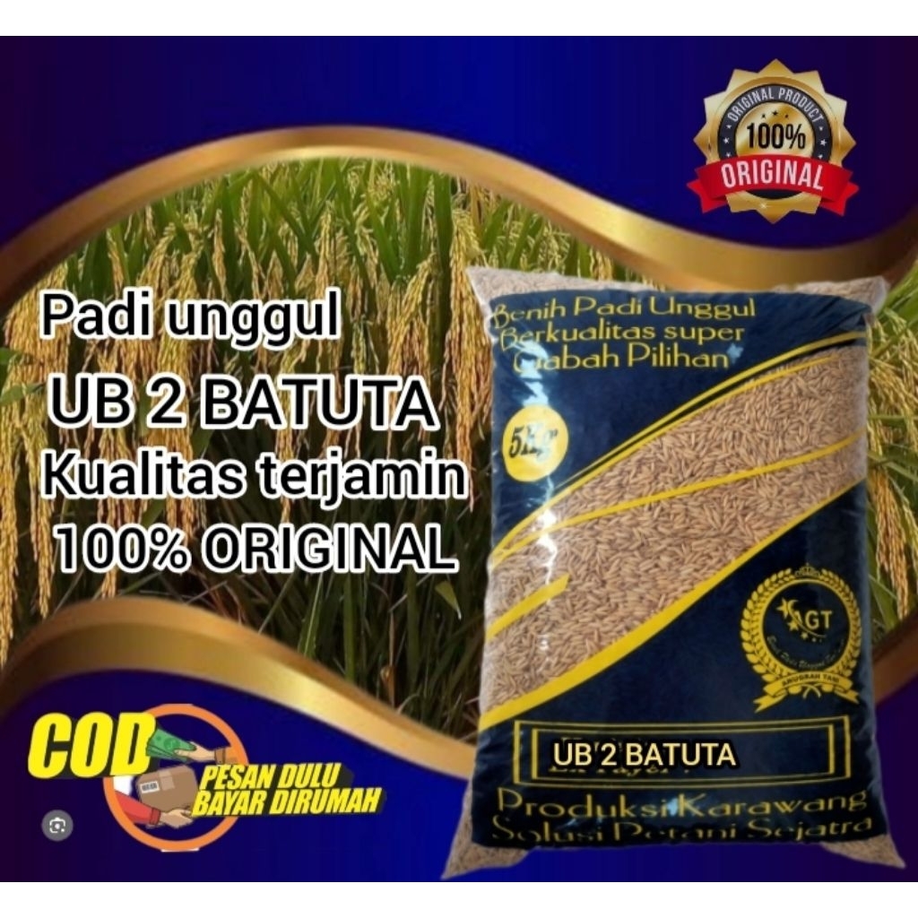 Benih bibit padi ub 2 batuta kemasan 5kg kualitas terjamin asli