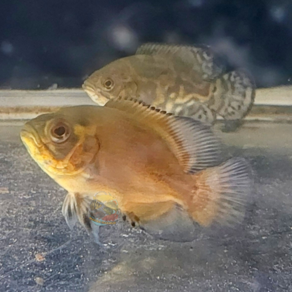 oscar tembaga nemo red chili paris black tiger GM 5 - 25cm sehat