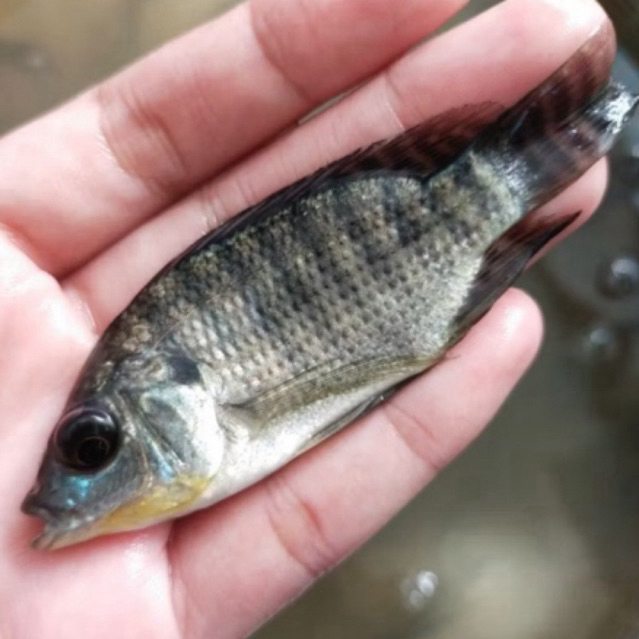 BIBIT MUJAER SEHAT BERKWALITAS 1-2 jari