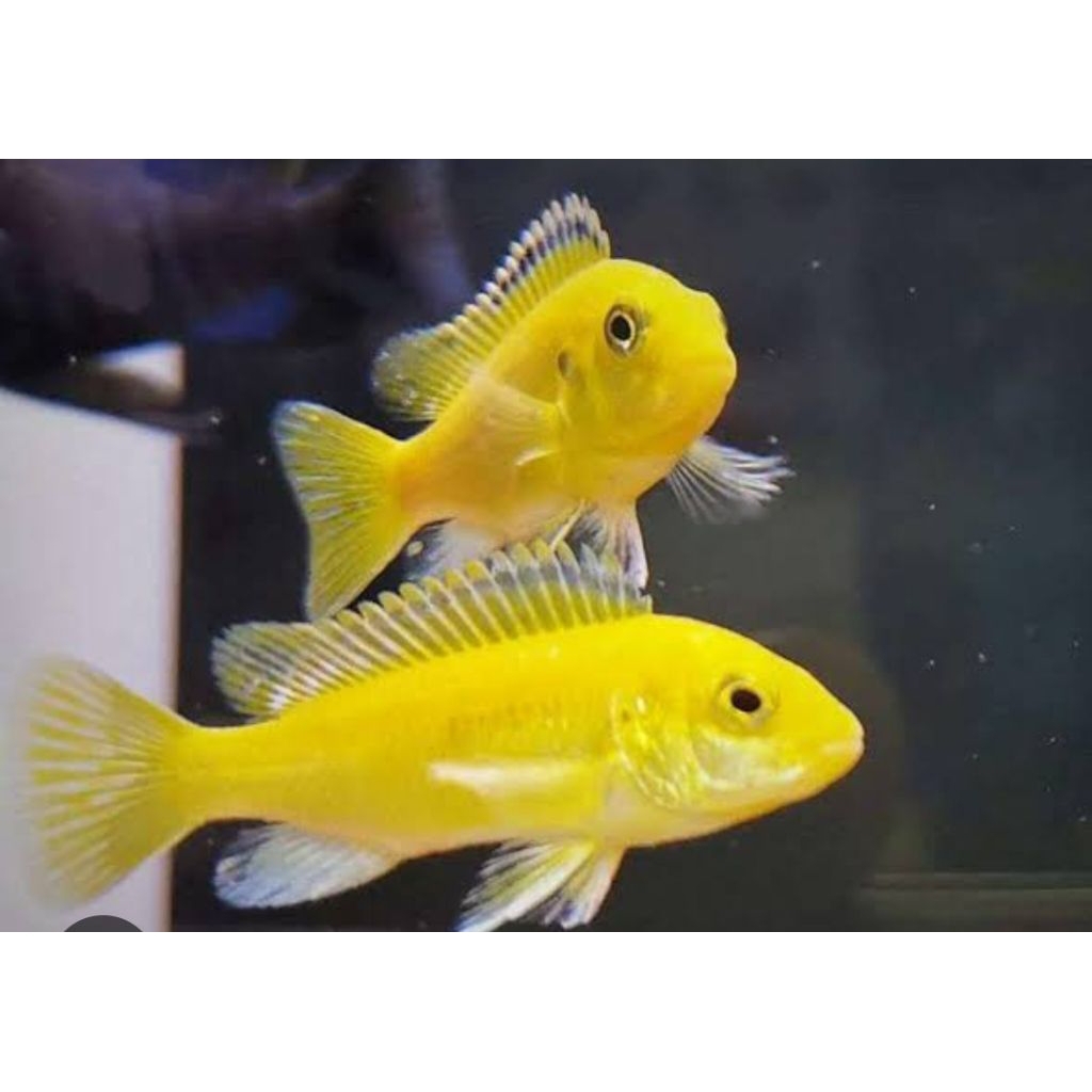 Hiasan Aquarium LEMON CICHLID TANKMATE