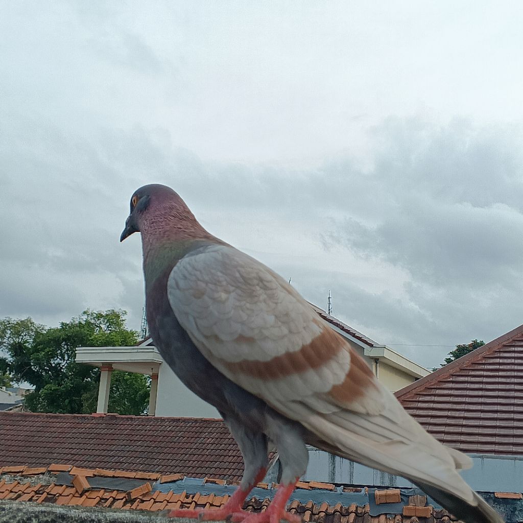 burung dara kelabu asap body panjang besar giring keras