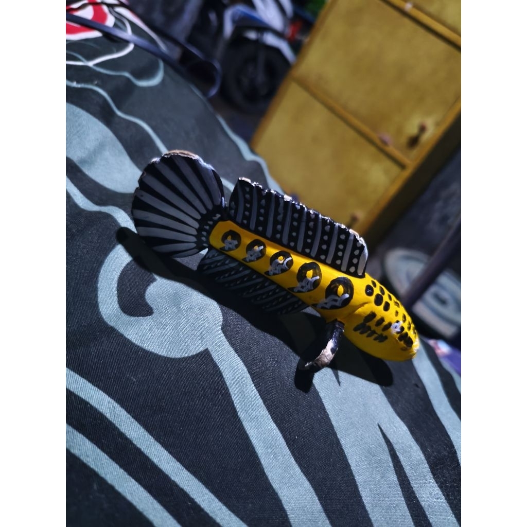 Ikan Channa Yellow Sentarum Asli Kualitas Terbaik