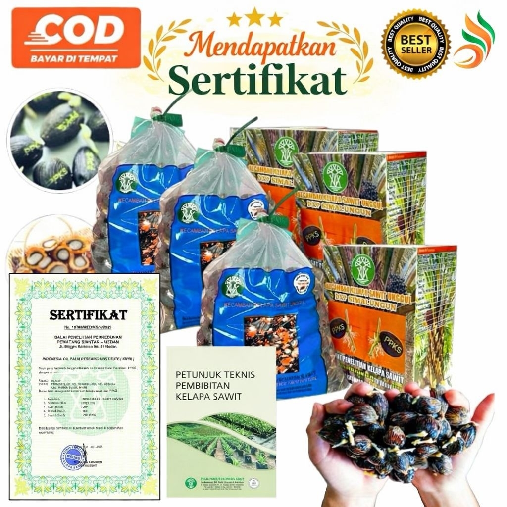 Bibit Kecambah Sawit DXP Simalungun Asli PPKS – Resmi Bersertifikat, Siap Tanam