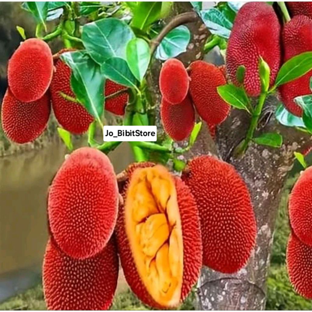 Bibit Nangka Merah Thailand Super Cepat Berbuah | Bisa Berbuah Dipot