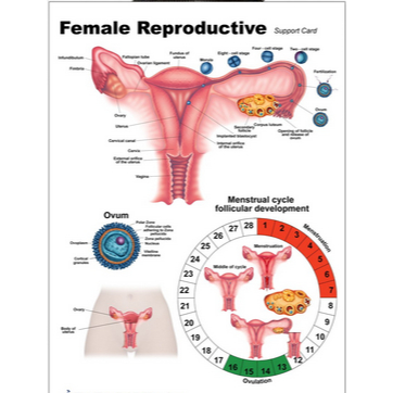 POSTER SISTEM REPRODUKSI - FEMALE REPRODUCTIVE