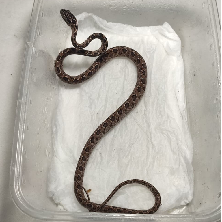 kartu mainan boiga multomaculata baby