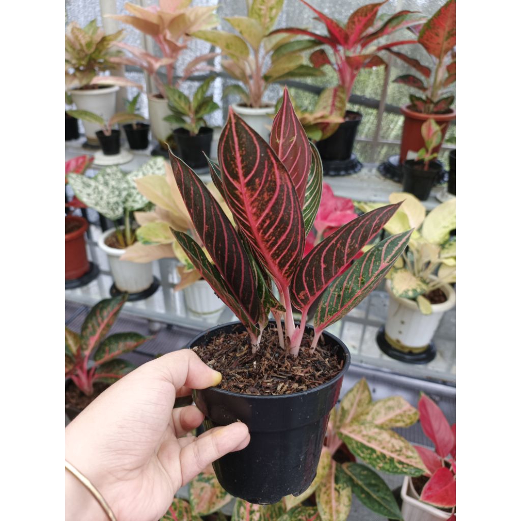 Aglaonema Pride of Sumatra